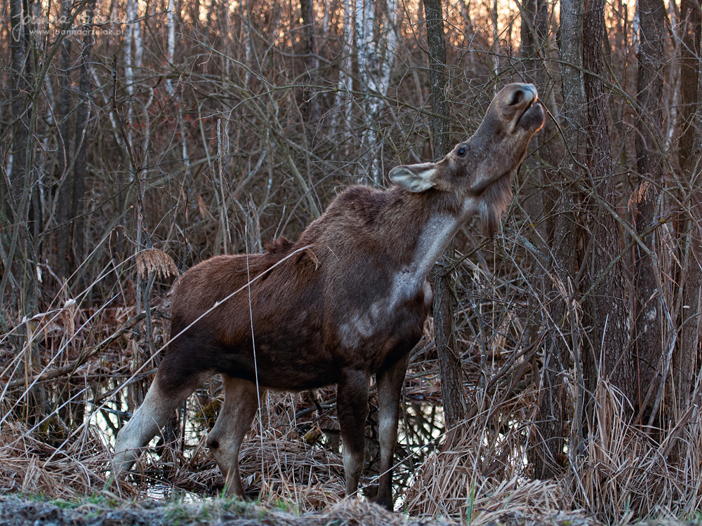 055_Biebrza - kwiecien 2013.jpg